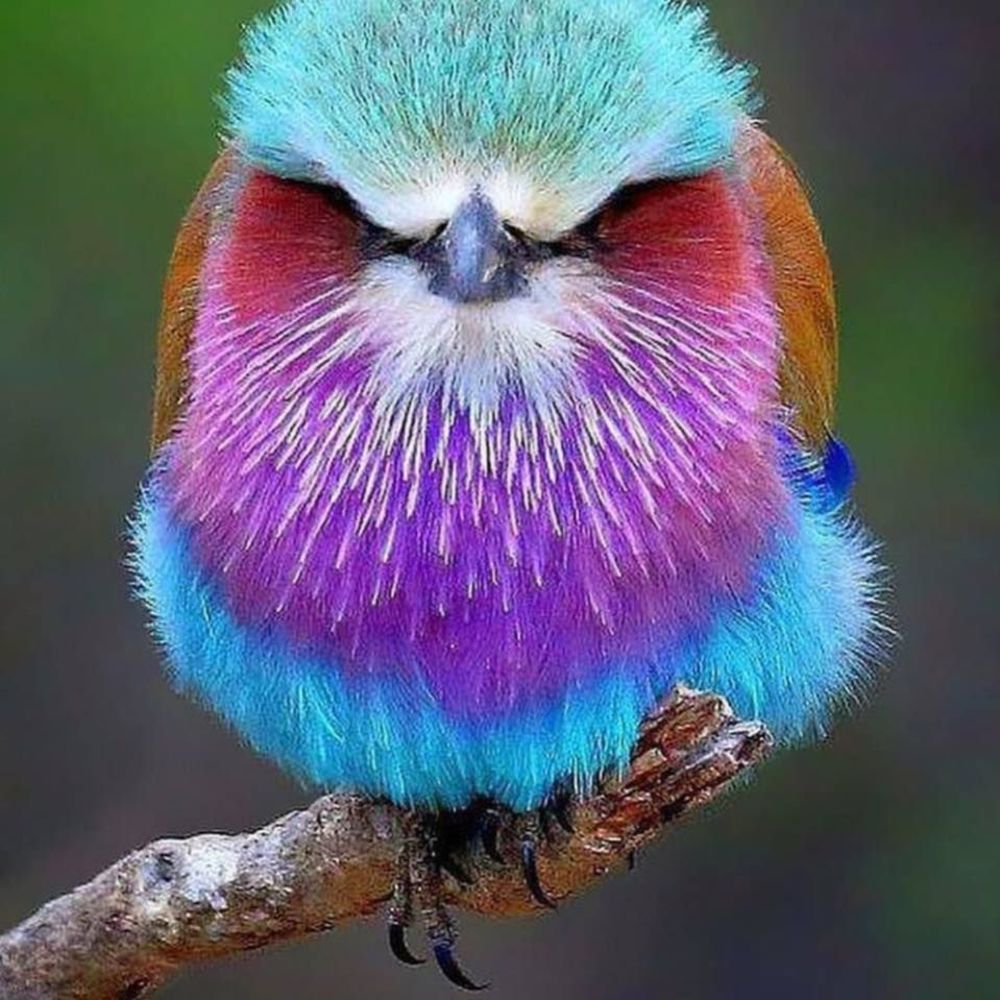 Meet your Posher, Angel